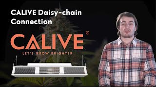 What Is Daisy Chain Connection? | CALIVE | CALIVE Training Video