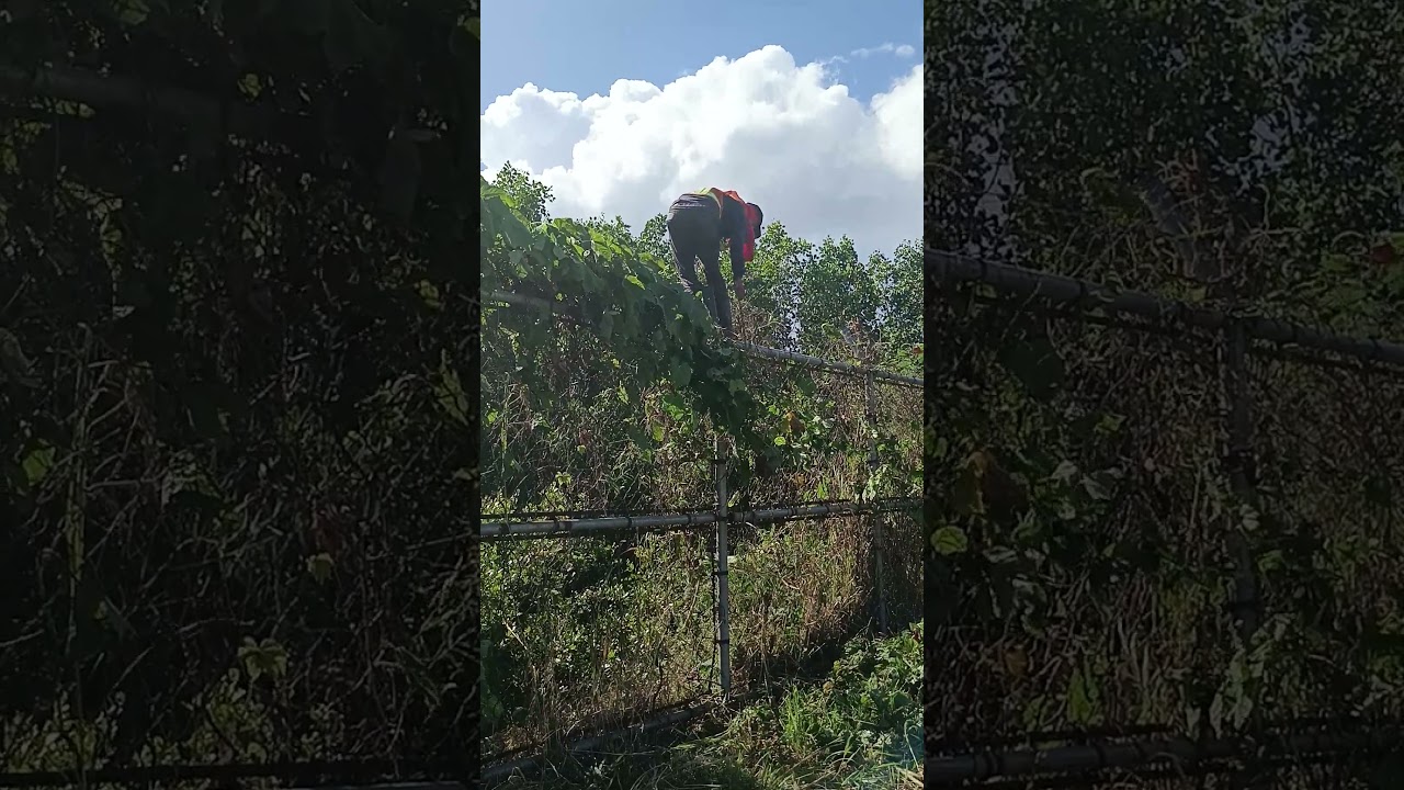 clearing wild grasses in fence 