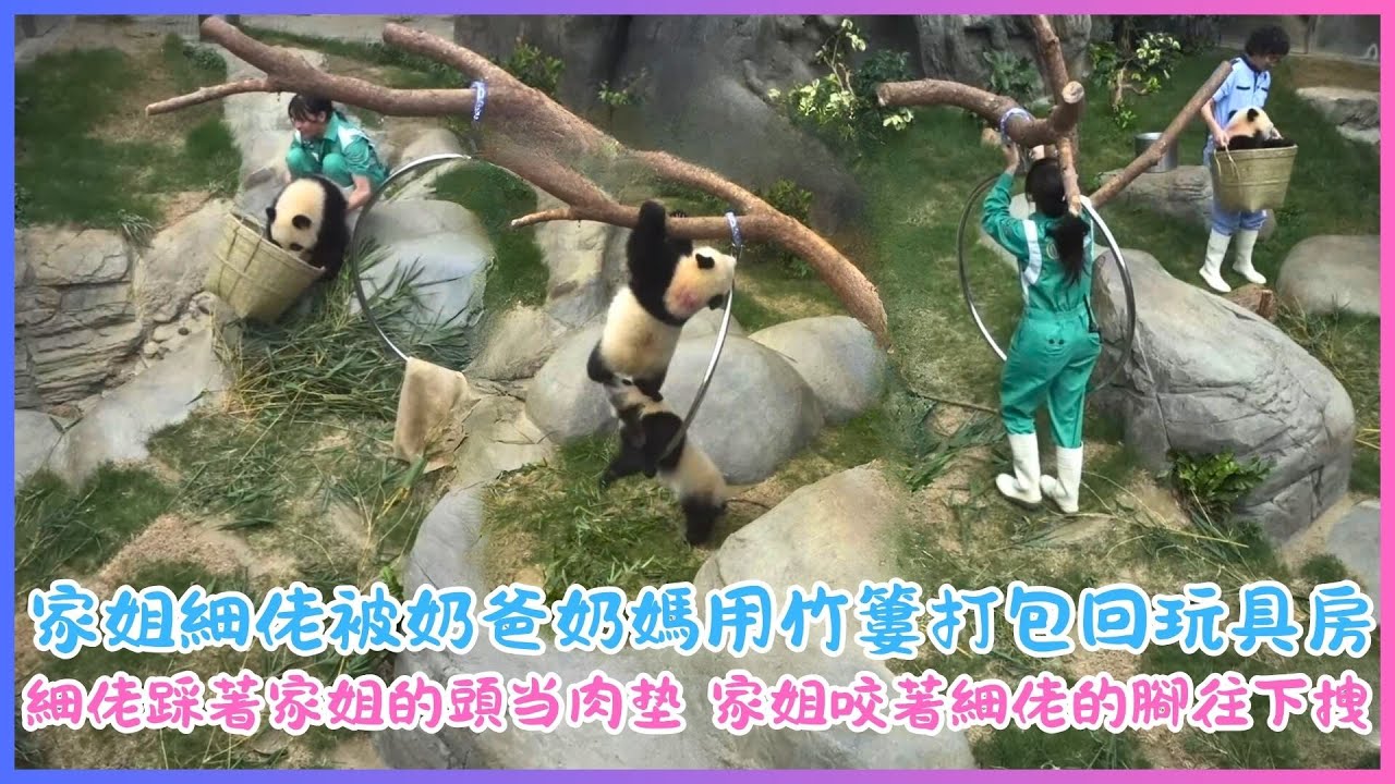 6月22日💖家姐細佬被奶爸奶媽用竹簍打包回玩具房💖太好笑了 細佬踩著家姐的頭当肉垫 家姐咬著細佬的腳往下拽