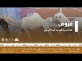 عروض فئة نخبة النخبة للون الوضح ضمن مسابقات مهرجان الملك عبدالعزيز للإبل6