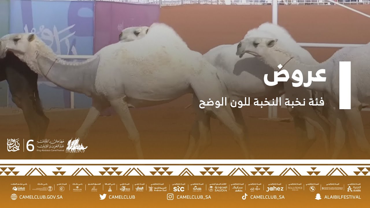 عروض فئة نخبة النخبة للون الوضح ضمن مسابقات #مهرجان_الملك_عبدالعزيز_للإبل6