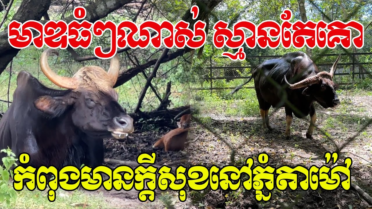 ឃើញដំបូងស្មានតែគោ ការពិតគេហៅខ្ទីងសោះ មាឌធំៗណាស់បងប្អូន