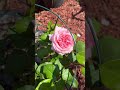 Pink o'hara roses