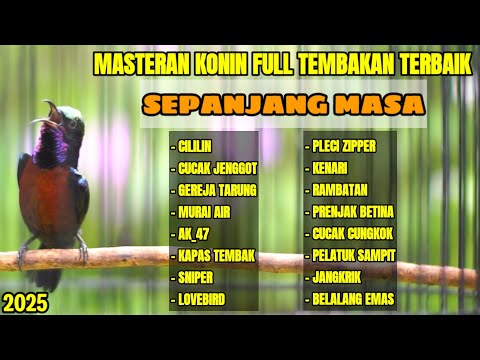 KOMPILASI MASTERAN KONIN JUARA - SULTAN VS SULTAN - COCOK UNTUK MASTERAN KOLIBRI NINJA FULL TONJOLAN