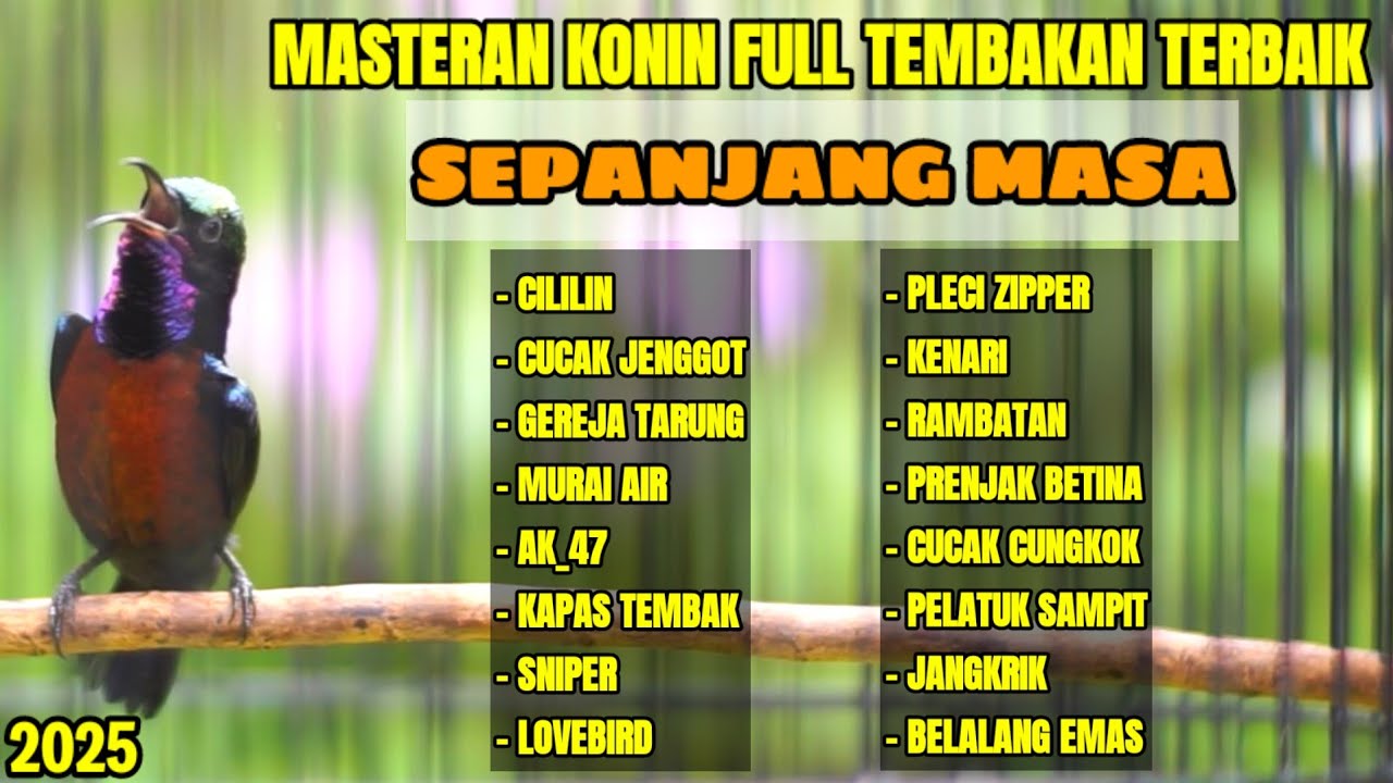MASTERAN KOLIBRI NINJA JUARA NASIONAL FULL TEMBAKAN TERBAIK SEPANJANG MASA