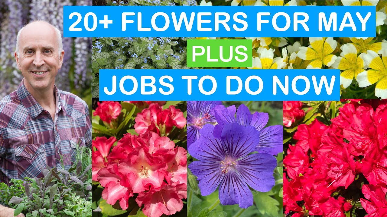 20+ PLANTS & FLOWERS AT THEIR BEST; SLUG & SNAIL CONTROL; CLEMATIS; LILY BEETLE; PATIO POTS & MORE