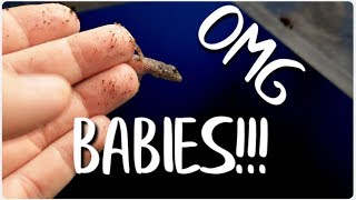 Surprise My Skinks Gave Birth