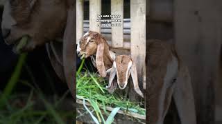 Iyo Wes Rapopokowe Ngene Kanmergo Aku Elek