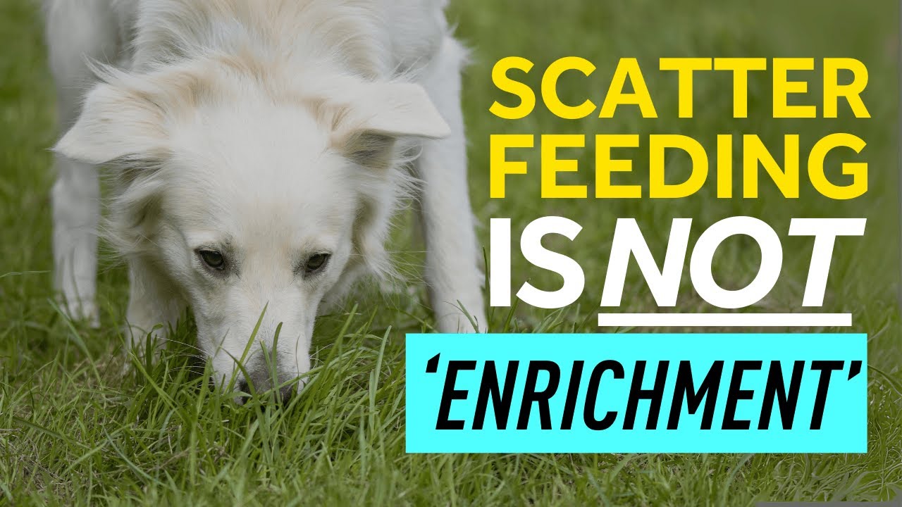 Кормление разбросанными кормами может ухудшить поведение вашей собаки