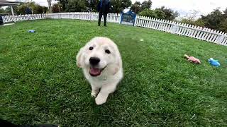 Kellye , Big Fluffy pup in Training