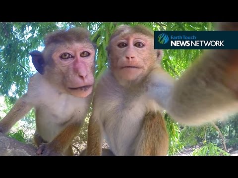 These monkeys take better selfies than you do