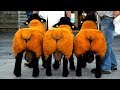 Las 7 Ovejas Más Hermosas Del Mundo