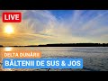 🔴 LIVE din BĂLTENII DE SUS și de JOS - DELTA DUNĂRII