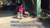 マムシに噛まれた柴犬ラッキー 番外編 Youtube マムシに噛まれた柴犬ラッキー 番外編 Youtube