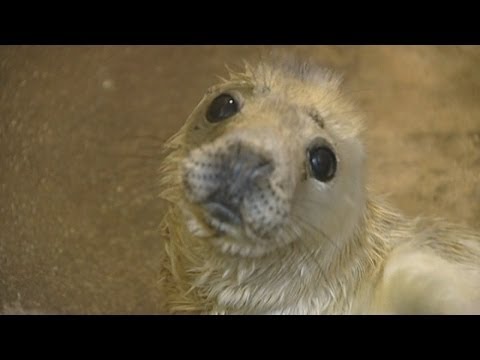 Vídeo: Pet Scoop: Harbour Seal Pup resgatado durante a tempestade, as cobaias podem ajudar crianças autistas