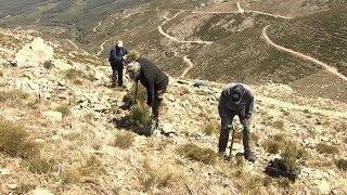 Aquaservice consigue ser carbono neutral con la plantación de 8.000 árboles