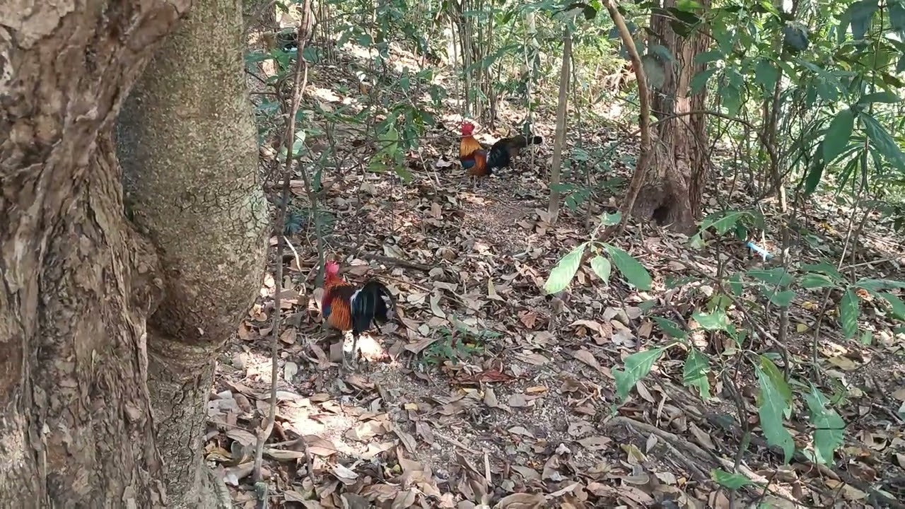 #junglefowl #chicken #foryou 