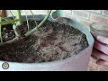 How to use Bat Guano for Cannabis!