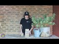 How to use Bat Guano for Cannabis!