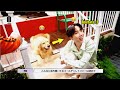 How BTS Treats Animals (Cute Moments)