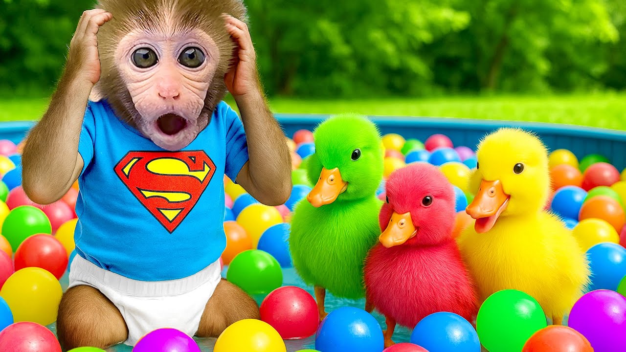 Affe BonBon bemüht sich, Sport zu treiben, um so stark wie ein Superheld zu werden - HT Tierwelt