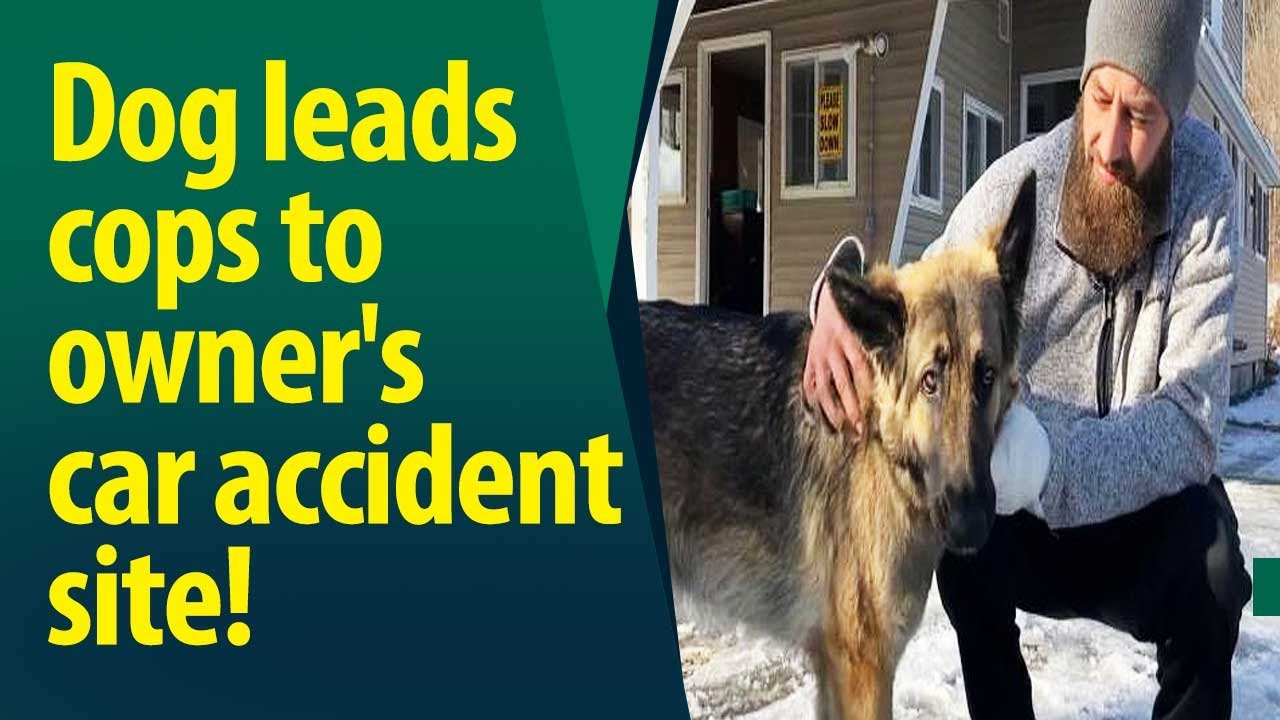 This New Hampshire Dog Is Hailed As Real Life Lassie For Helping Police