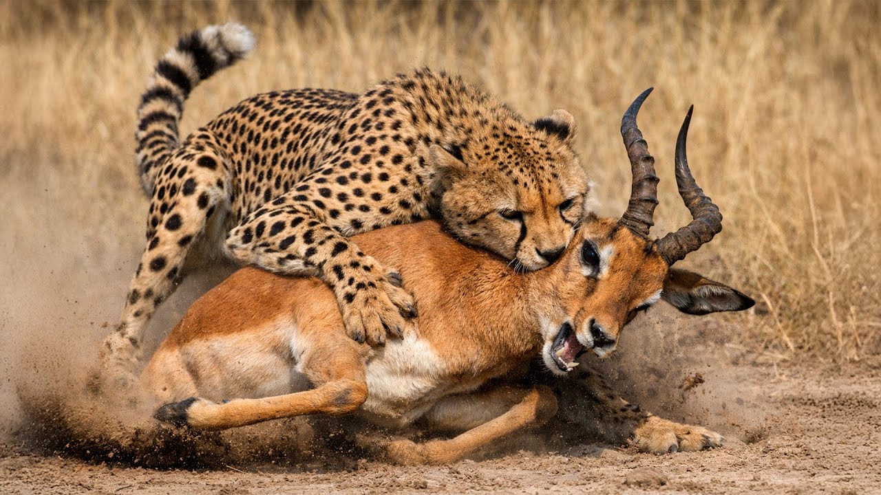 Молниеносная атака гепарда на импалу