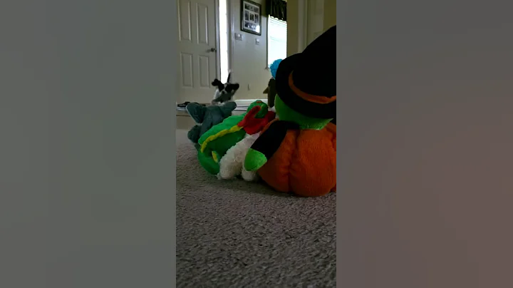 Nino the Cavalier King Charles Spaniel takes on th...