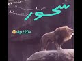 أسد يصيح سحور