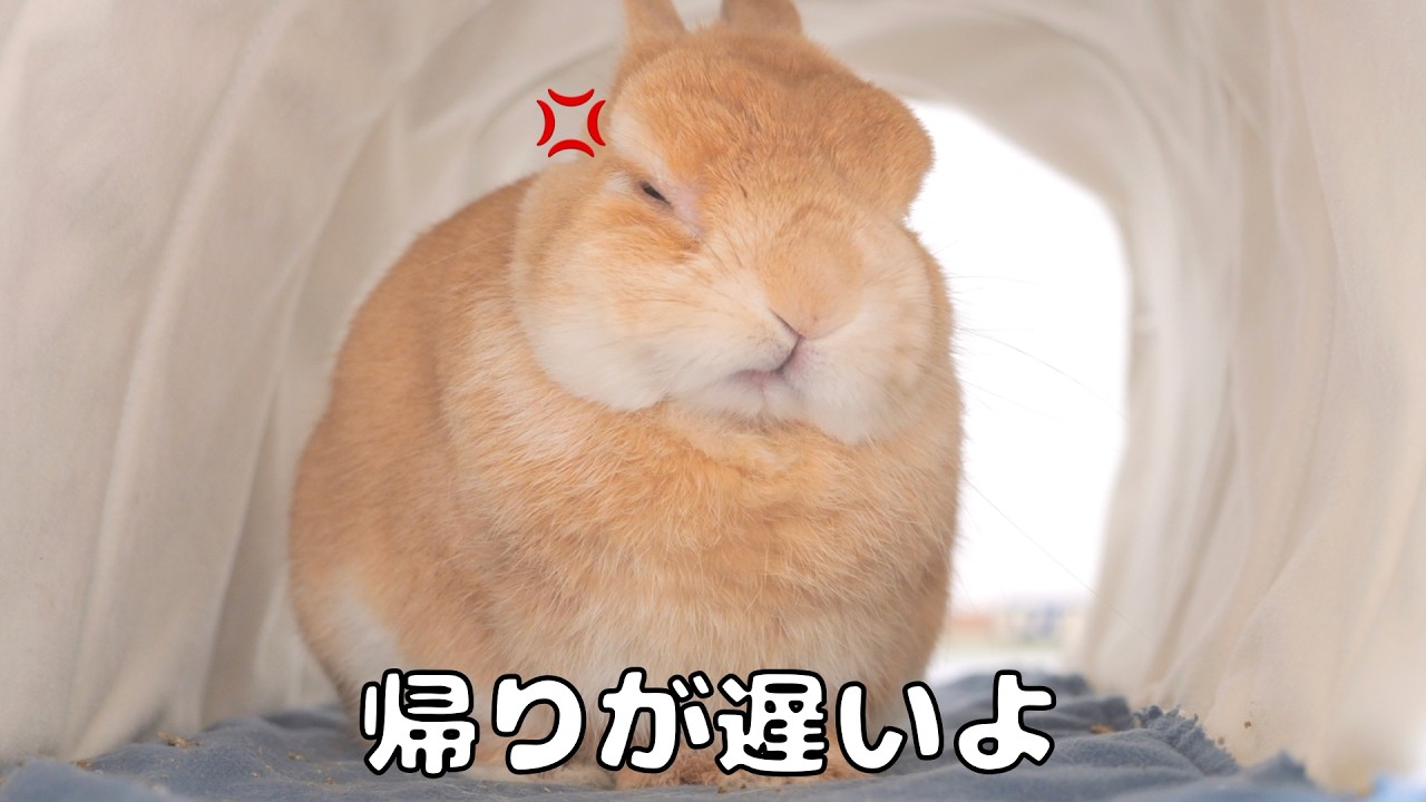 If I stay away too long, my rabbit still sulks even when I come