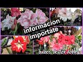 Les comparto  información sobre donde comprar los bulbos de amaryllis de flor doble