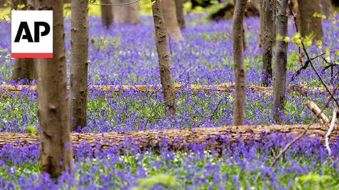 Kravaalbos Forest