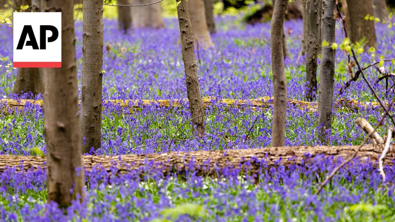 Spectacular carpet of bluebells covers forest floor in Belgium