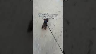 JE RIGOLE ne laissez pas les crotte part terre après on marche dedans #chien #humour