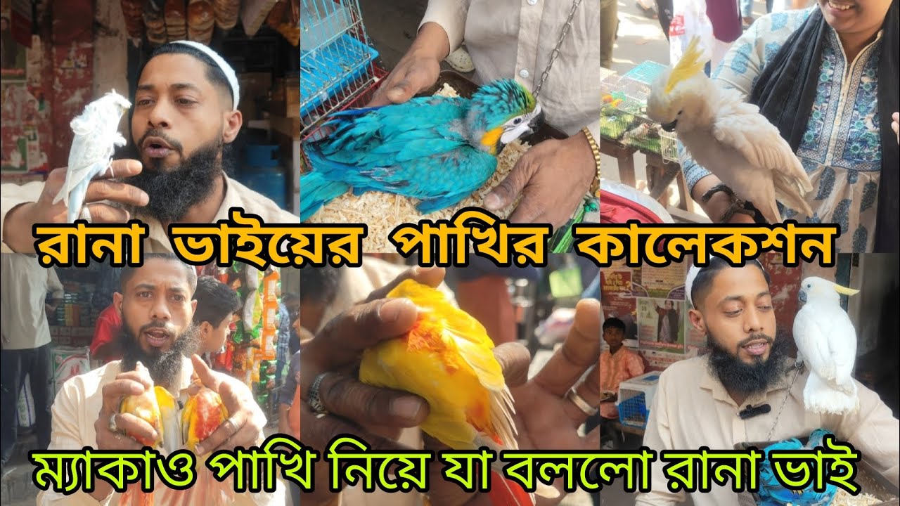 সোহেল রানা ভাইয়ের খাঁচায় রঙিন পাখির মেলা || দেখে নিন সোহেল রানা ভাইয়ের বিরল সব পাখি || ৬/২/২০২৬