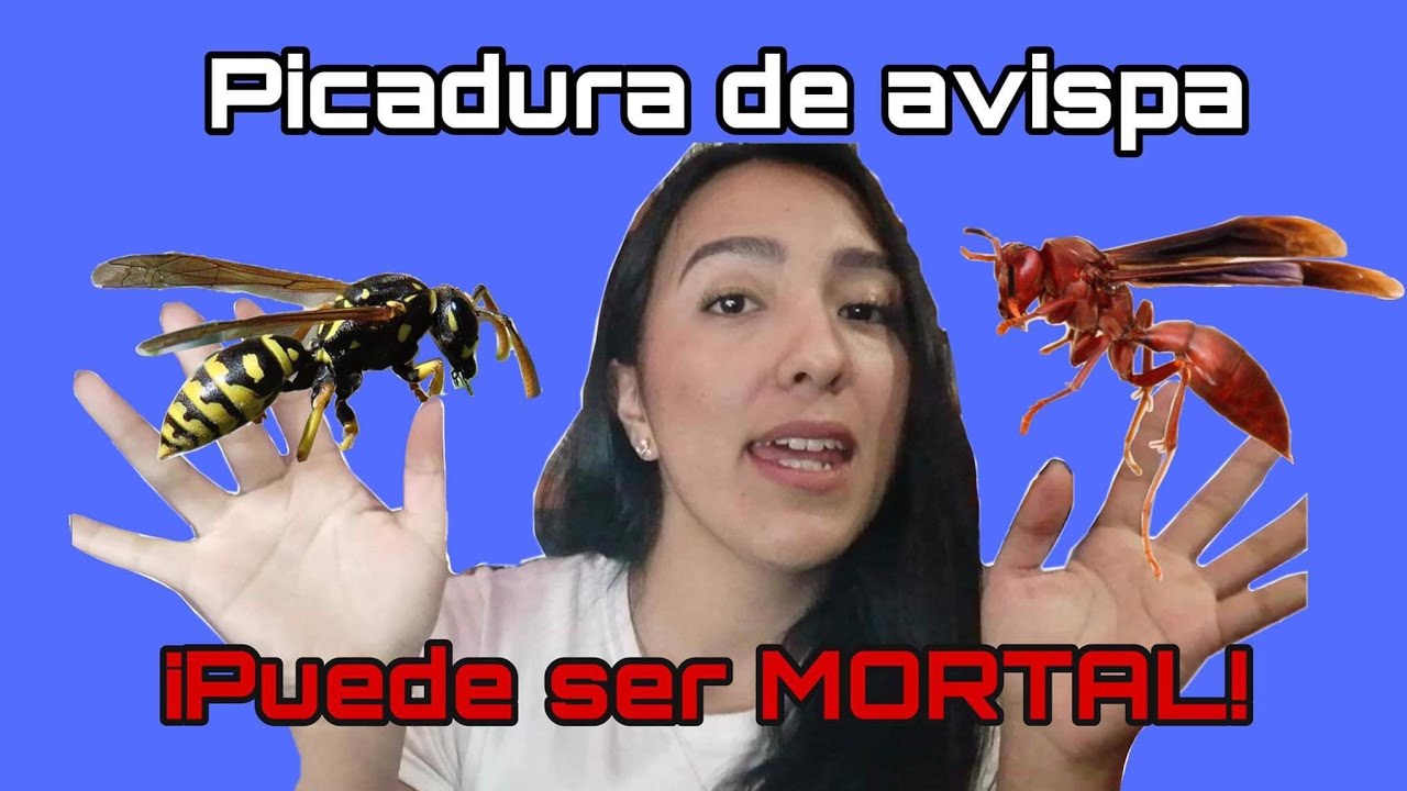 ¿Qué hago si me pica una avispa? - YouTube