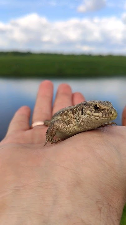 Милая Ящерица 🦎#nature #рептилии #ящерица - YouTube