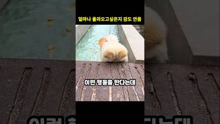 산책 중 갑자기 물길로 직진하는 댕댕이