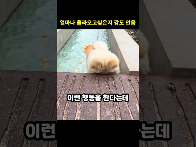 산책 중 갑자기 물길로 직진하는 댕댕이