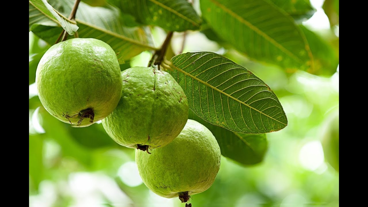 How To Grow Guava Plant / Tree with many Fruits Growing in ...