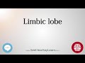 Limbic lobe   anatomy of the brain   seehearsaylearn 