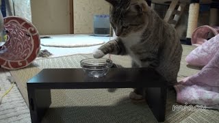 猫達の食器を変えた Cat Diet【瀬戸の黒猫日記】