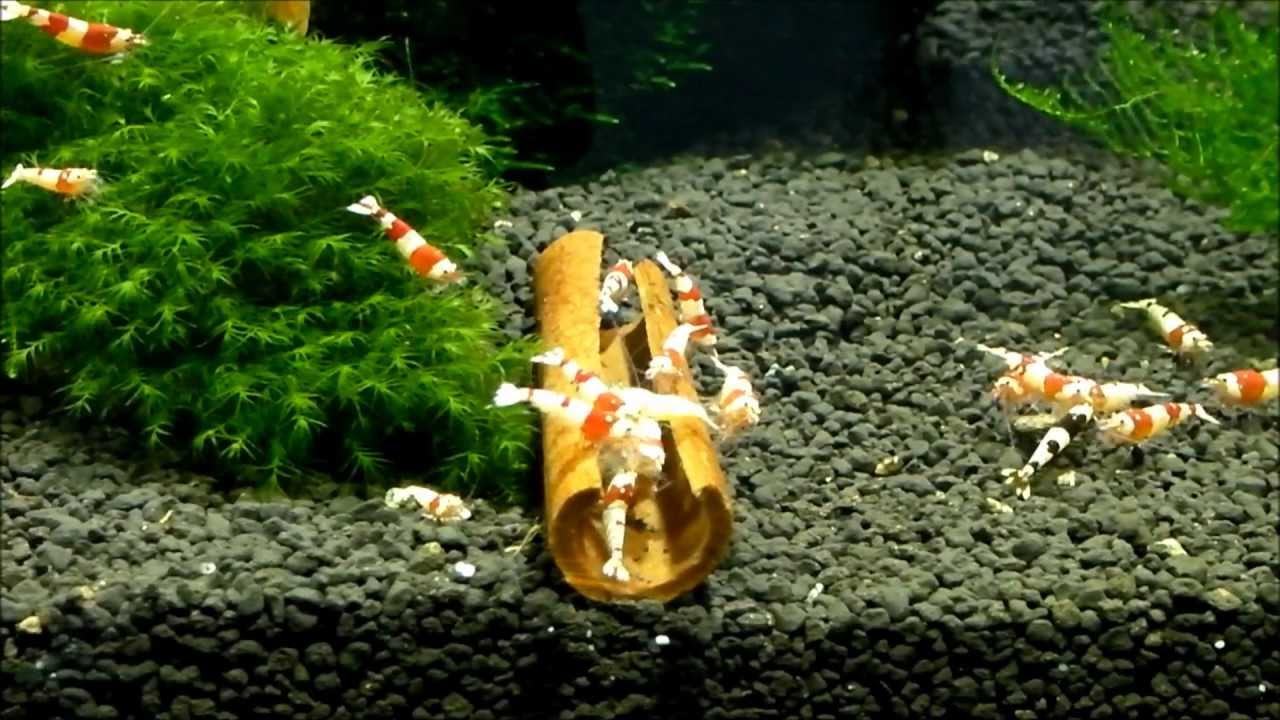 Red Bee Shrimps on ELOS Terra Black Soil