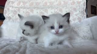 Week 4 of George and Martha by Riverside Rags Ragdoll Kittens 91 views 1 month ago 25 seconds