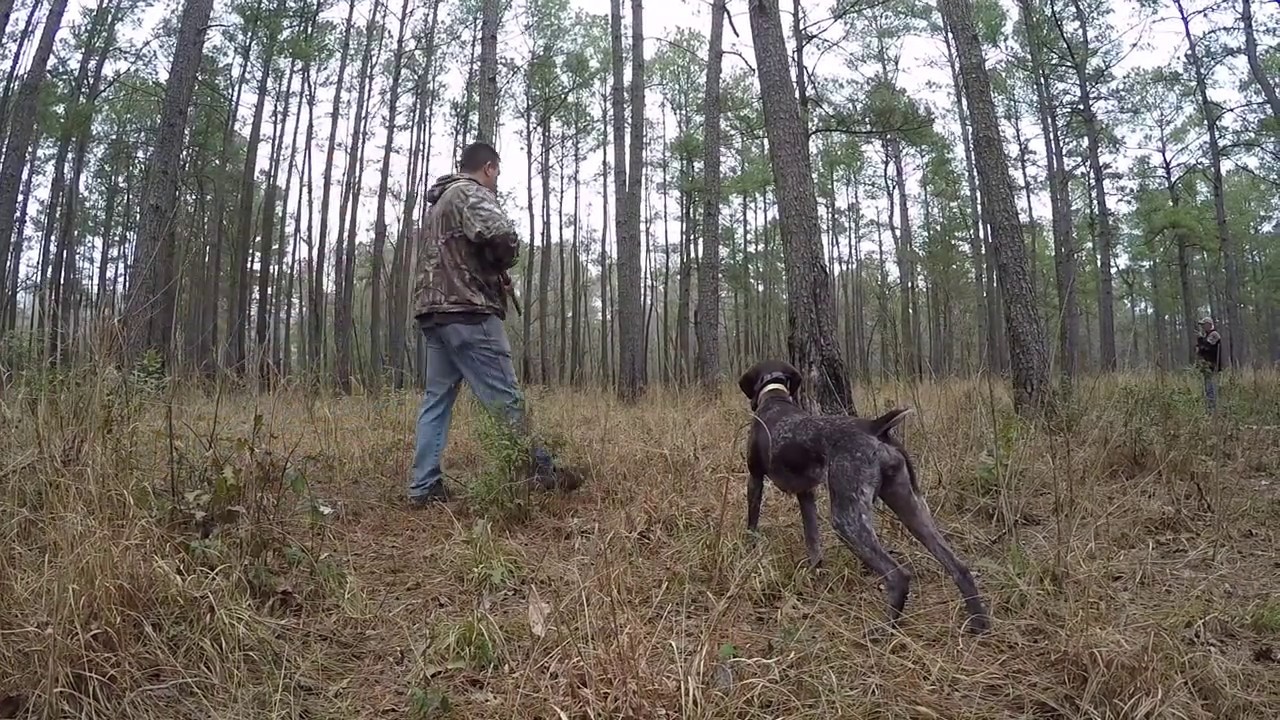 Quail Hunt South Carolina February 3, 2019 YouTube