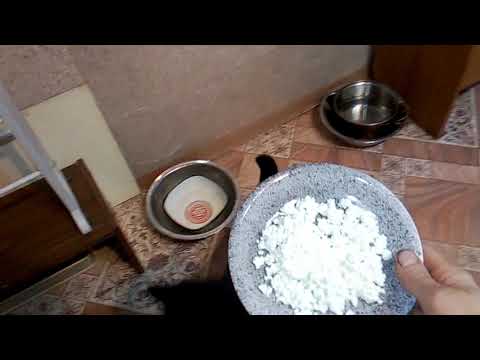 Едят ли коты творог