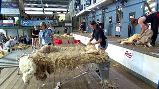 Trin Gwlan (Dechreuwyr) Rhagras 7 | Novice Woolhandling - heat 7