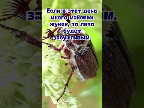 29 апреля народные приметы. Приметы 29 апреля. 29 апреля именины #народныеприметы