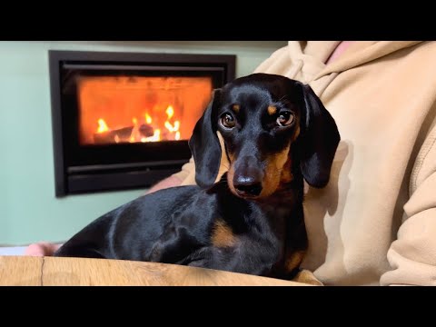 Mini Dachshunds in front of the fireplace.