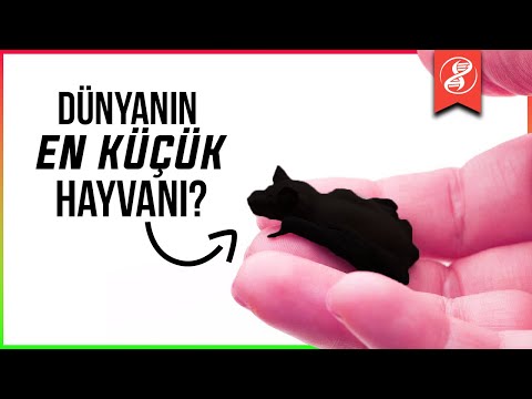 Video: Dünyanın en küçük ağacı nedir?